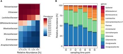 Bumble bee microbiota shows temporal succession and increase of lactic acid bacteria when exposed to outdoor environments